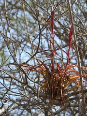Tillandsia polystachia