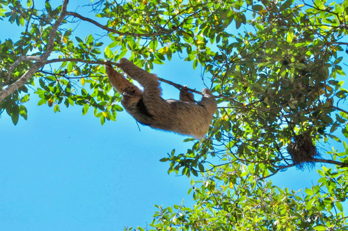 Southern Maned Sloth