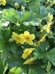 Waldsteinia