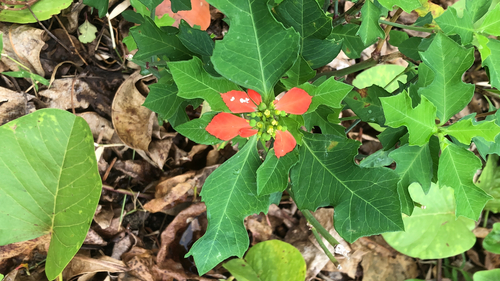 wild poinsettia