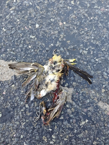 Western Yellow Wagtail