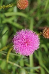 Mimosa nuttallii