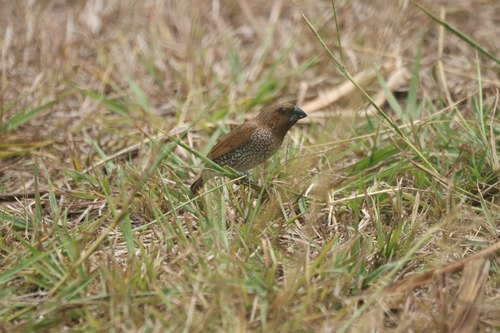 Lonchura punctulata observed 2026-08-15