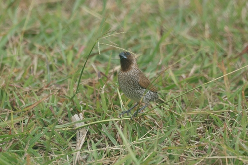 Lonchura punctulata observed 2026-08-15