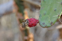 Opuntia dejecta