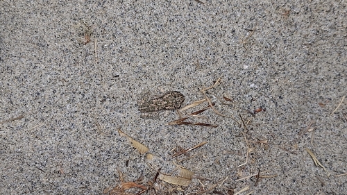 Green Toad