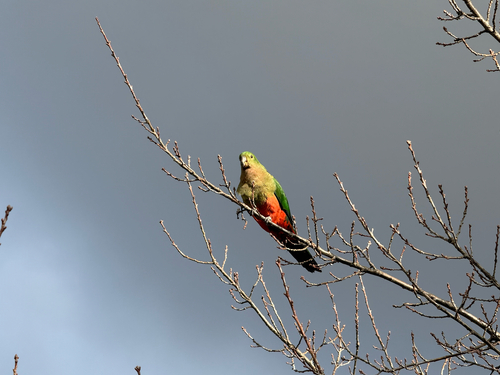 Australian King Parrot