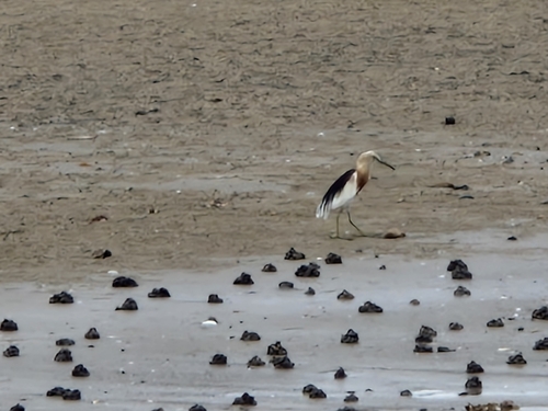 Javan Pond-Heron