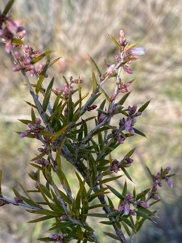 peach heath