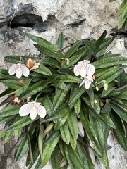 Paphiopedilum godefroyae, photograph author not stated, no rights reserved