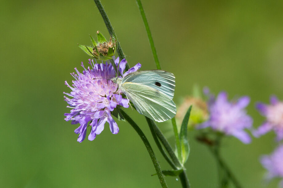 large-white-from-8416-flaach-schweiz-on-july-19-2014-at-12-26-pm-by