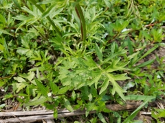 Ranunculus fascicularis