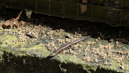 Caledoniscincus austrocaledonicus observed 2026-08-16