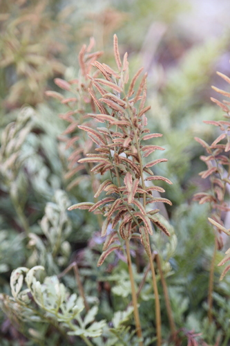 American parsley fern