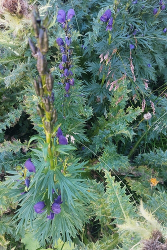 Aconitum tauricum, photograph 2