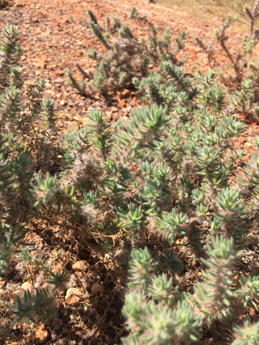 Sclerolaena lanicuspis, 2026-08-16