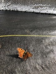 Polygonia comma