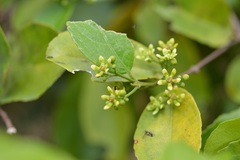 Semialarium mexicanum