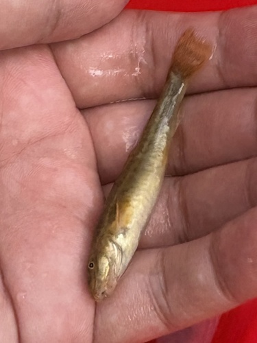 Dala stone loach (Triplophysa dalaica) — Nemacheilidae — 3