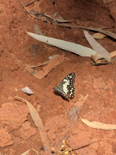 Lime Swallowtail