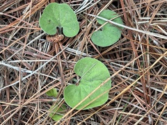 Dichondra donelliana