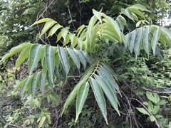 Toxicodendron succedaneum