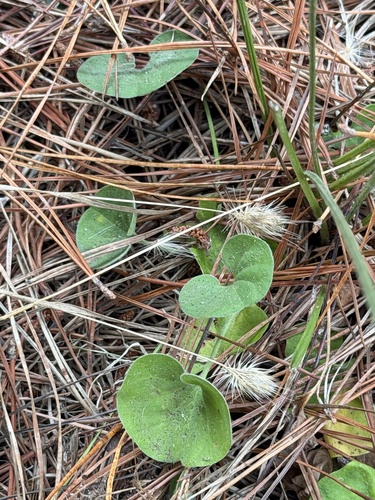 Dichondra donelliana, photograph 1