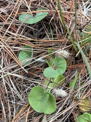 Dichondra donelliana, photograph (c) Ian McFaul, some rights reserved (CC BY)
