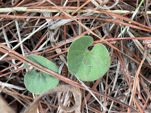 Dichondra donelliana, photograph 2