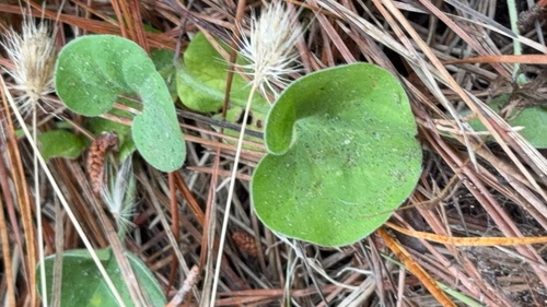 Dichondra donelliana, photograph 3