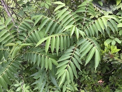 Toxicodendron succedaneum