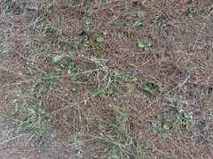 Dichondra donelliana, photograph (c) Ian McFaul, some rights reserved (CC BY)