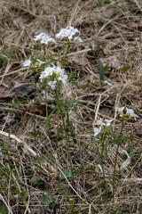 Cardamine trifida