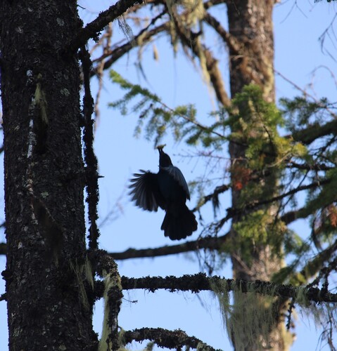 Steller's Jay