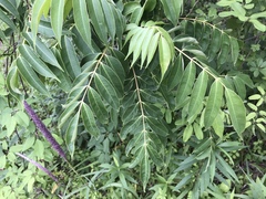 Toxicodendron succedaneum