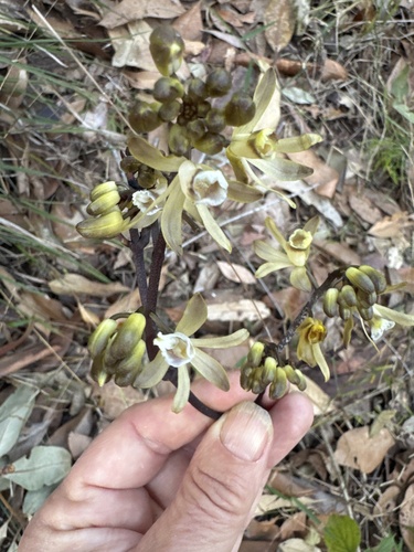 black bootlace orchid