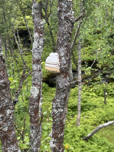 Hoof Fungus