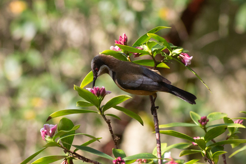 Eastern Spinebill