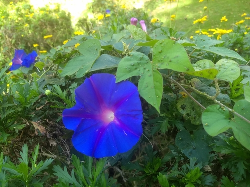 Ipomoea indica