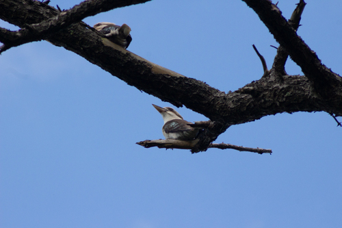 Laughing Kookaburra