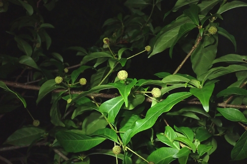 Adina pilulifera observed 2026-08-15