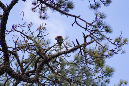 Rainbow Lorikeet
