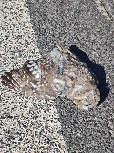 Little Owl