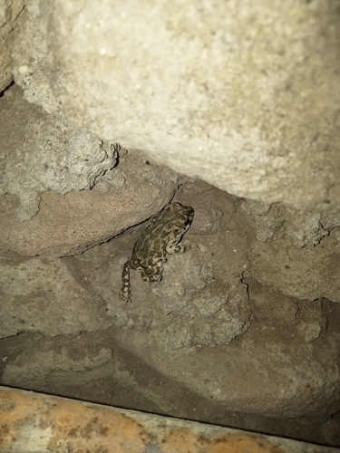 Green Toad