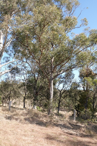 Eucalyptus globoidea, 2026-08-15