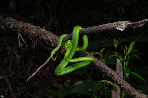 Trimeresurus sichuanensis