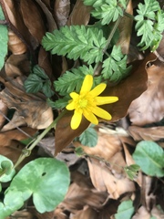 Ficaria verna