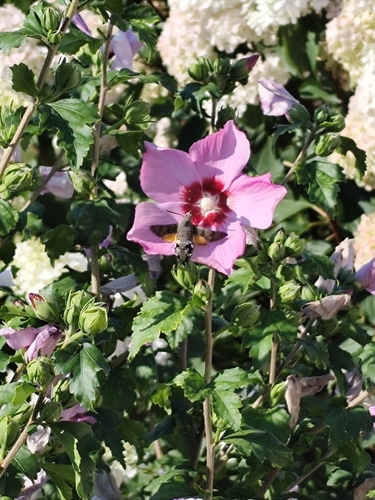 Eurasian Hummingbird Hawkmoth