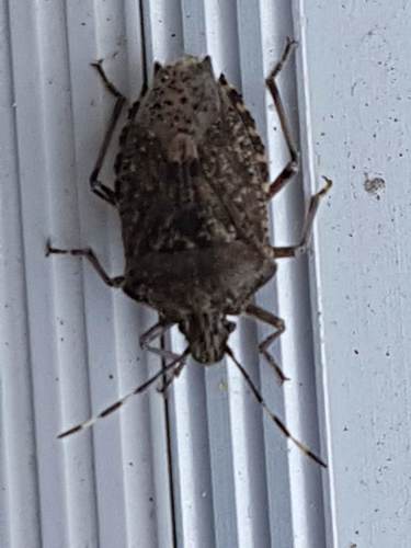 Rhaphigaster nebulosa