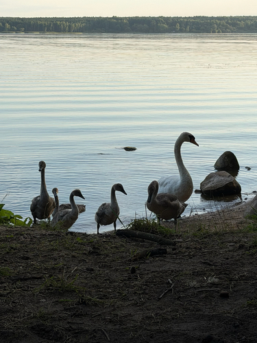 Mute Swan